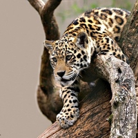 Baby Jaguar