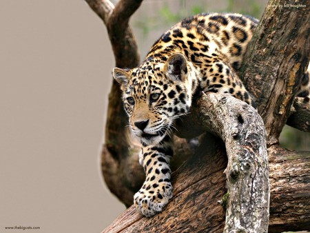 Baby Jaguar - wildcat, jaguar, tree