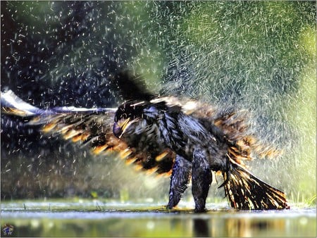 Bathing Bald Eagle - bathing, bald eagle, river