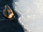 Duck on the icy edge