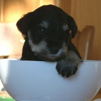 Puppy in the bowl