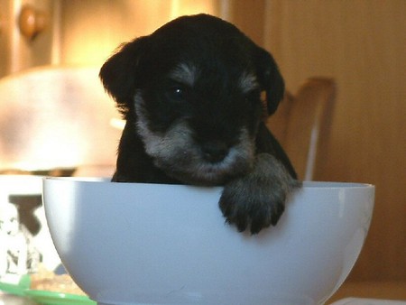 Puppy in the bowl - white bowl, table, black schnauzer, dog, puppy