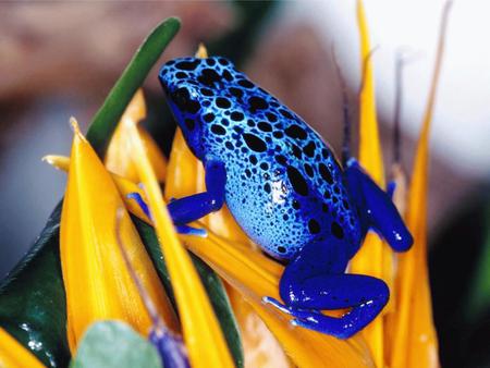 Blue Toad - flowers, blue toad, garden