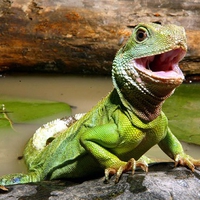 Chinese Water Dragon