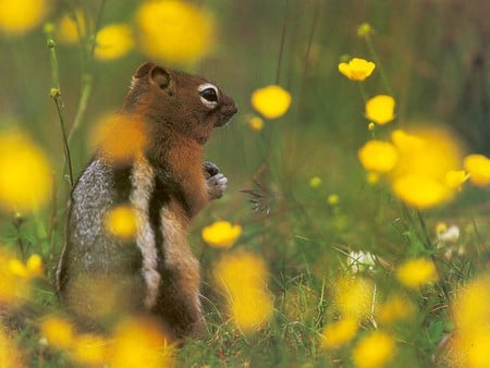 Amid the flowers - brown chipmunk, yellow wild flowers