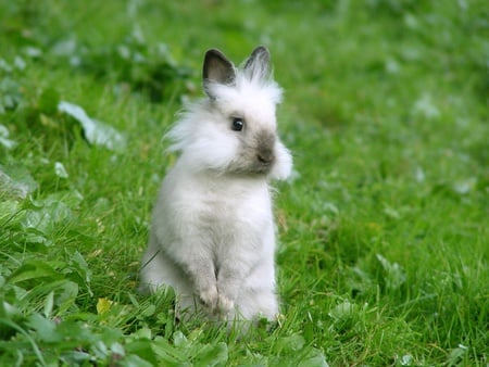 Fluffy Bunny - white rabbit, lush grass, brown ears