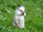 Fluffy Bunny