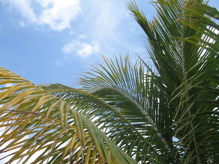 Palms & Clouds, Cozumel - palm, vacation, beach, palms, cozumel