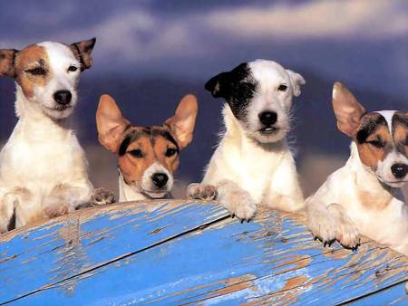 Jack Russell line-up - dogs, jack russells, timber planks