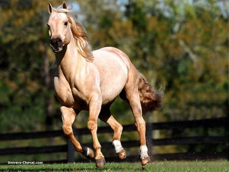 Horsing Around - fence, pasture, white socks, horse