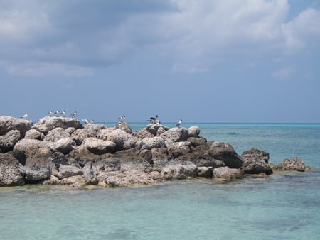 Seagulls - cruise, seagulls, vacation, seagull