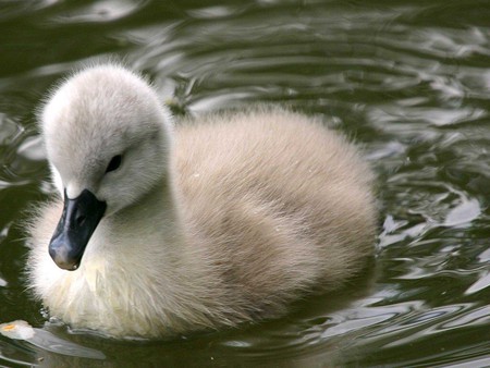 Little Ducky - cream duckling, water, swimming