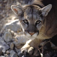 Mountain Lion