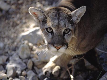 Mountain Lion - wildcat, mountain lion