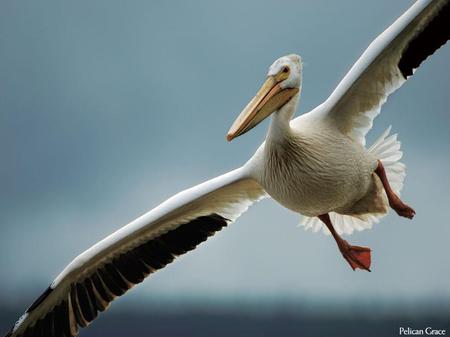 Pelican in flight - sky, pelican, in flight