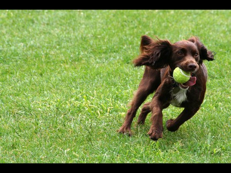 Playful Doggy - ball in mouth, running, dog, grass, playing