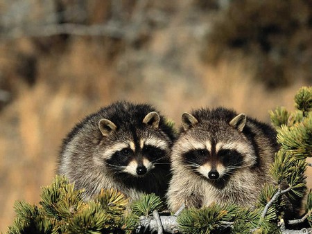 Cheeky Racoons - pine tree, racoons