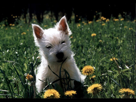 West Highland White Terrier - dog, west highland white, yellow flowers, terrier