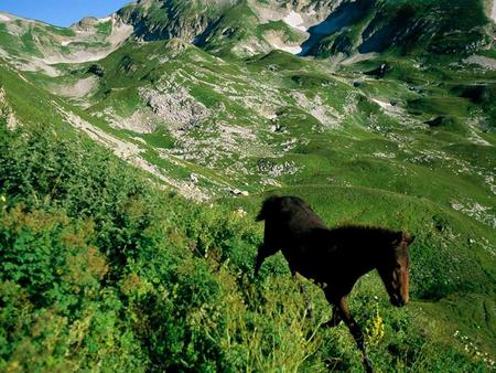 Wild Horse - wild horse, mountains, green grass