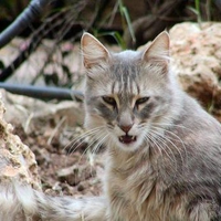 Wild Cat