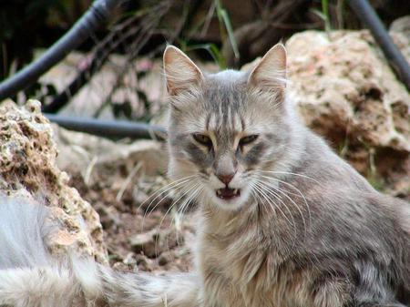 Wild Cat - wild cat, rocks