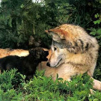 Wolf cubs and their mother