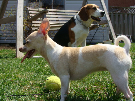 Dogs outside - dogs, beagle, chihuahua