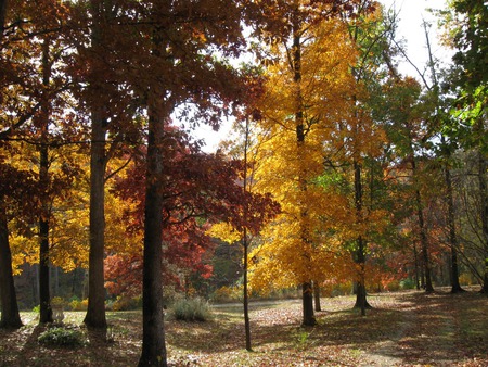 Front yard - fall, leaves, landscapes, trees, nature