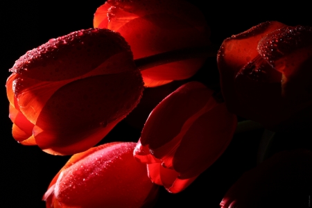 Red Tulips - tulip, flowers, wonderful, red