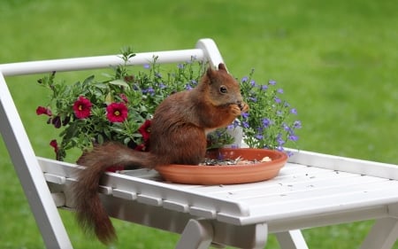 Squirrel at its Work - flowers, garden, sunflower seeds, table, lawn