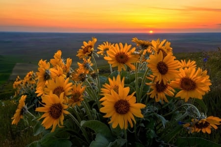 Sunflowers at sunset