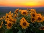 Sunflowers at sunset