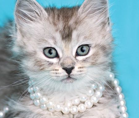 Kitten - pearls, blue, sweet, rachael hale, cat, white, animal, kitten, cute