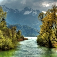 Trees on the Riversides