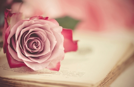 With Love - roses, book, rose, with love, love, petals