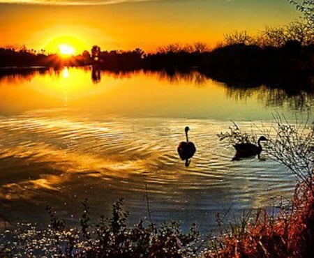 Swan at Lake Sunset - swan, nature, lake, forest, treess, sunset