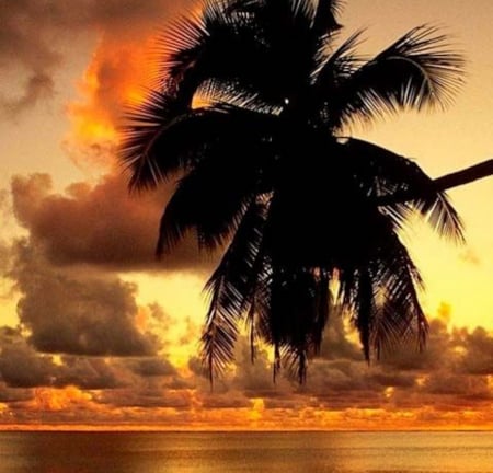 Golden Sunset - nature, beach, trees, clouds, sunset, palm