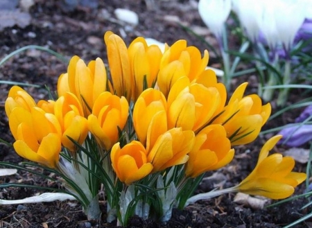 lovely yellow crocuses - nature, crocuses, yellow, flowers, garden, lovely