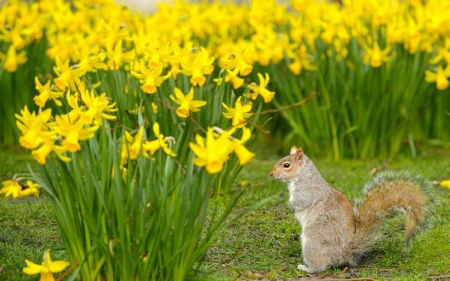 daffodils and squirrel - flowers, garden, spring, daffodils, squirrel, animals