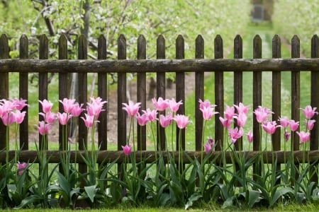 Picket Fence - tulips, spring, fence, pink, picket