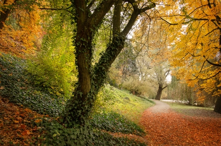 colors in garden - autumn, leavels, fall, park, colors, garden