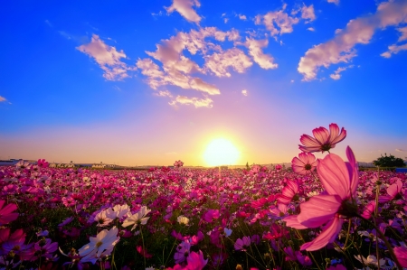 Spring meadow - sunlight, beautiful, sunshine, spring, meadow, freshness, pink, flowers, glow, field, sun, sky