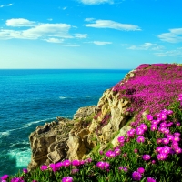 Seaside flowers