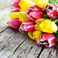 Tulips background