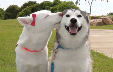 Real Love - love, puppy, animal, dogs, husky