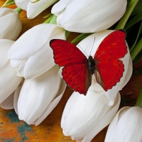 Red Butterfly on White Tulips