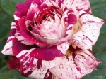 Red White Stripe Dragon Rose