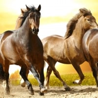 Beautiful wild horses