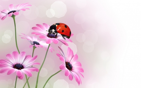 Ladybug on gerberas - red, ladybug, flower, pink, gerbera