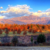 orange trees hdr